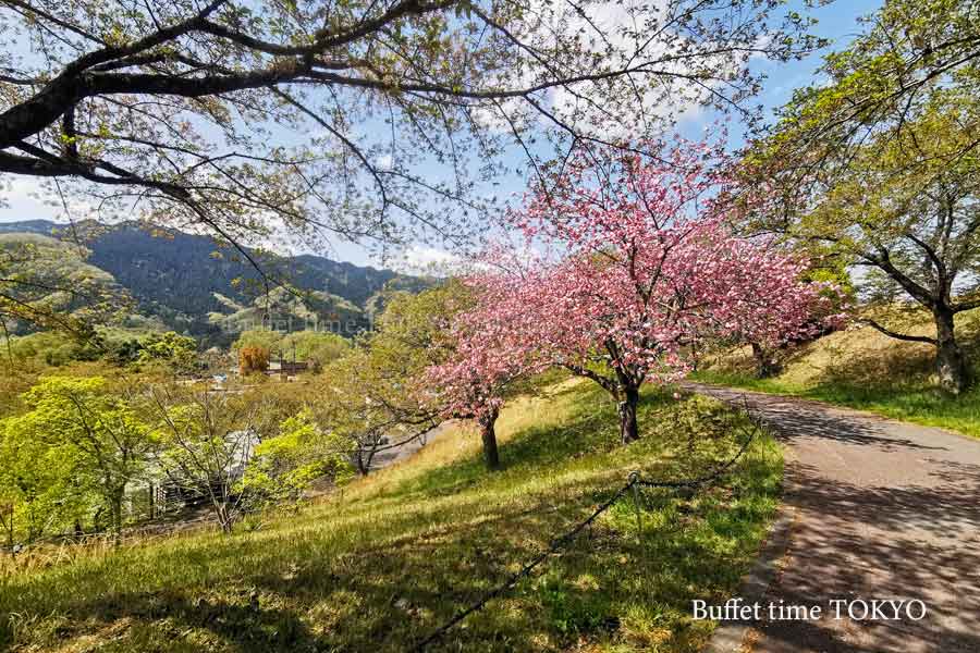 コテージ周辺を散策